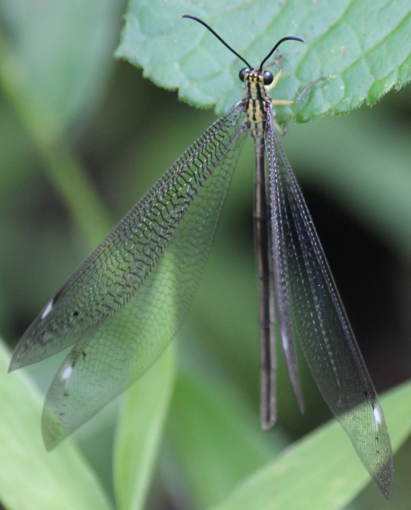 Banyutus lethalis
