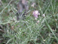 Centaurea majorovii