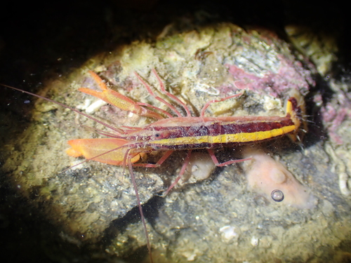 Alpheus splendidus observed 2026-02-21