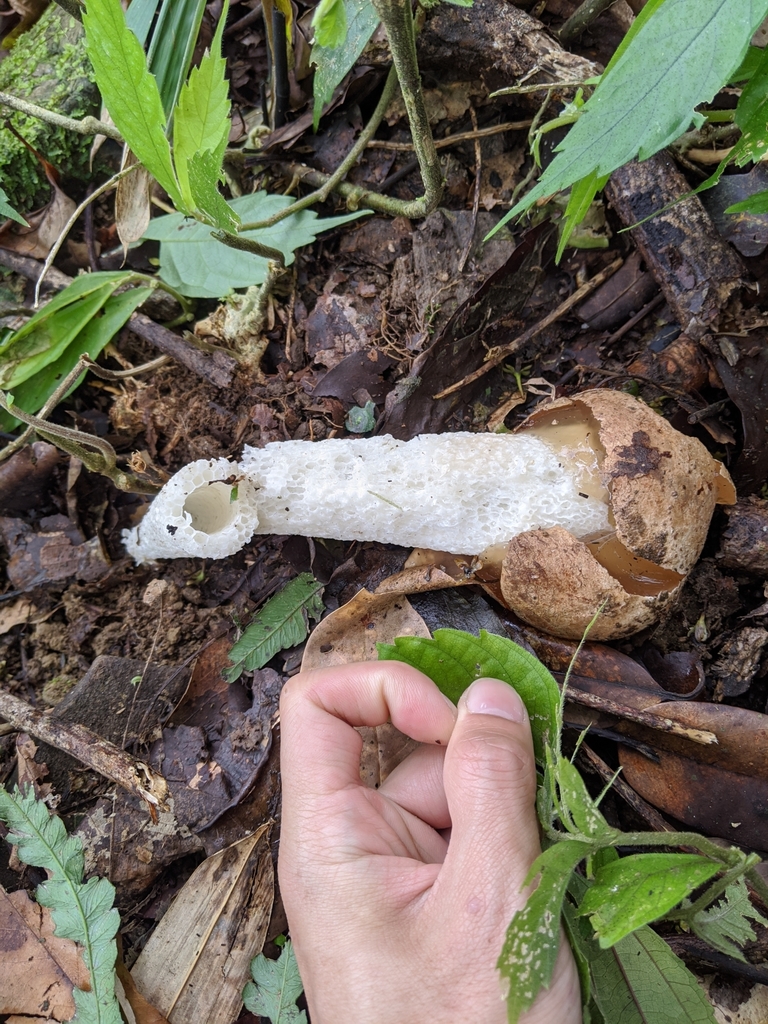 Phallus · February 2020 · photo: © chengte (iNaturalist, cc-by)