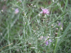 Centaurea majorovii