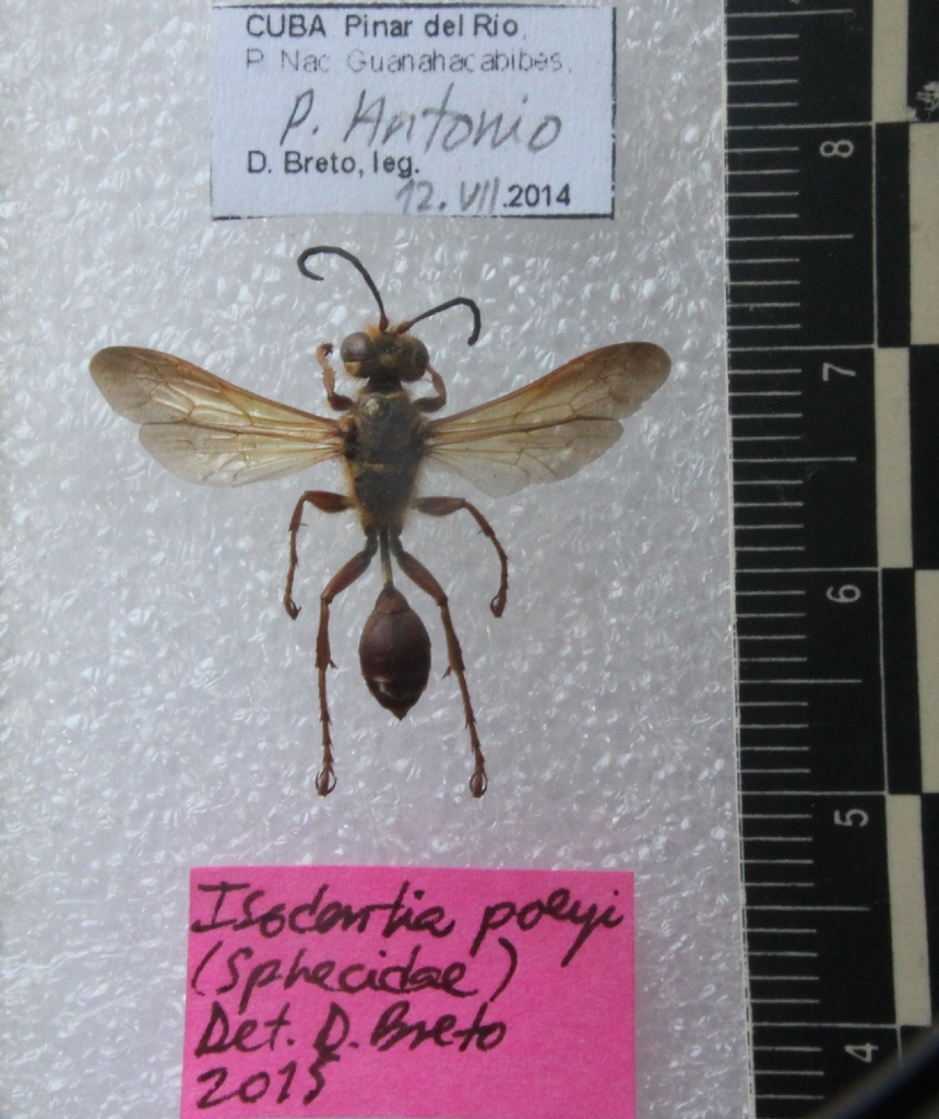 Isodontia poeyi