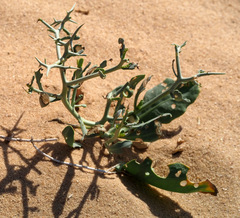 Zilla spinosa