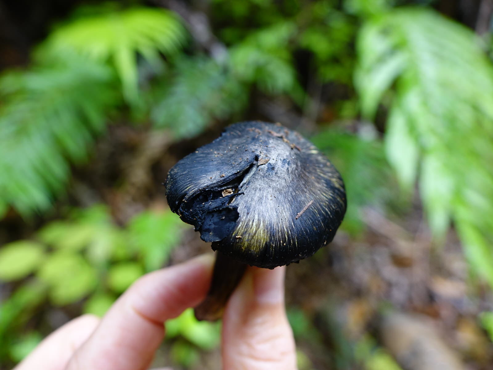 Hygrocybe astatogala image