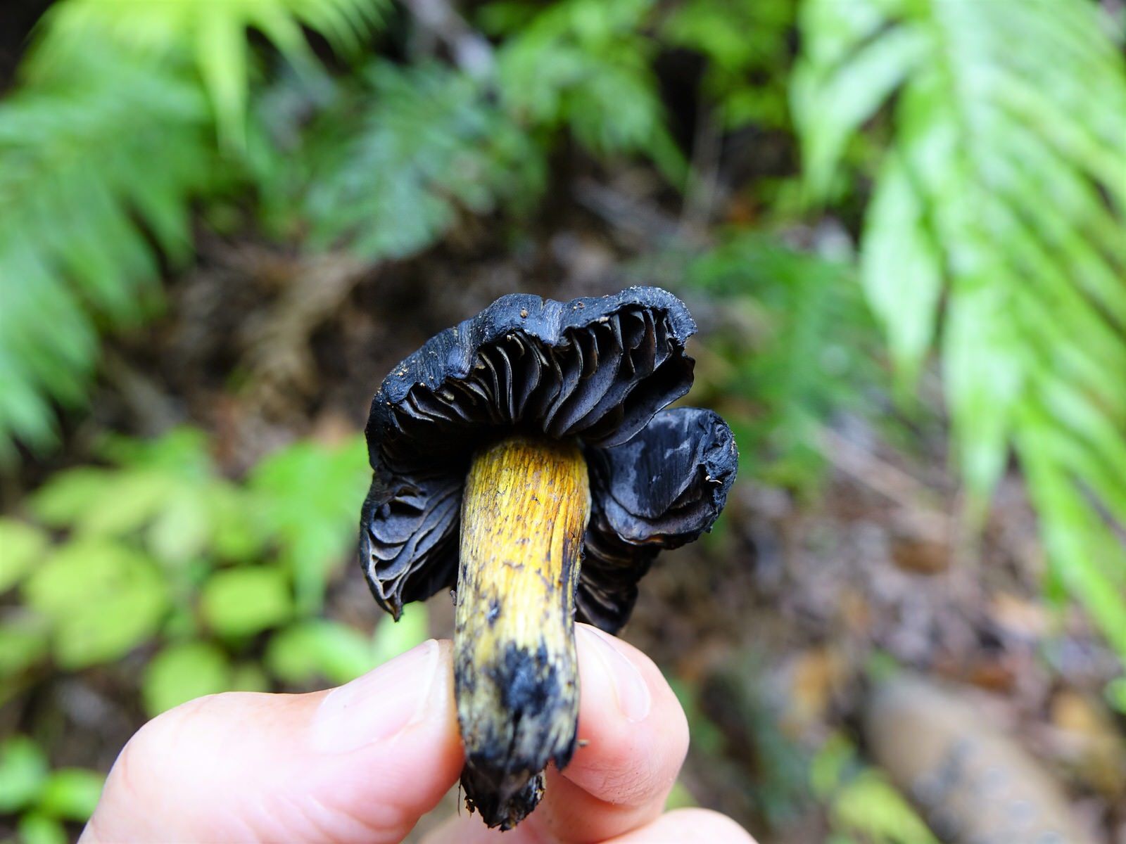 Hygrocybe astatogala image