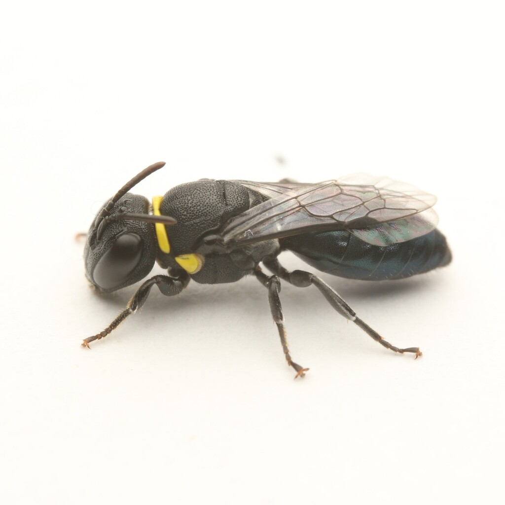 Laccohylaeus