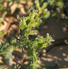 Pteranthus dichotomus