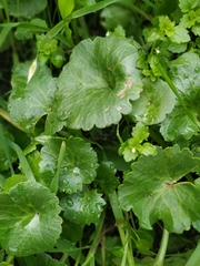 Umbilicus intermedius