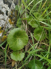 Umbilicus intermedius