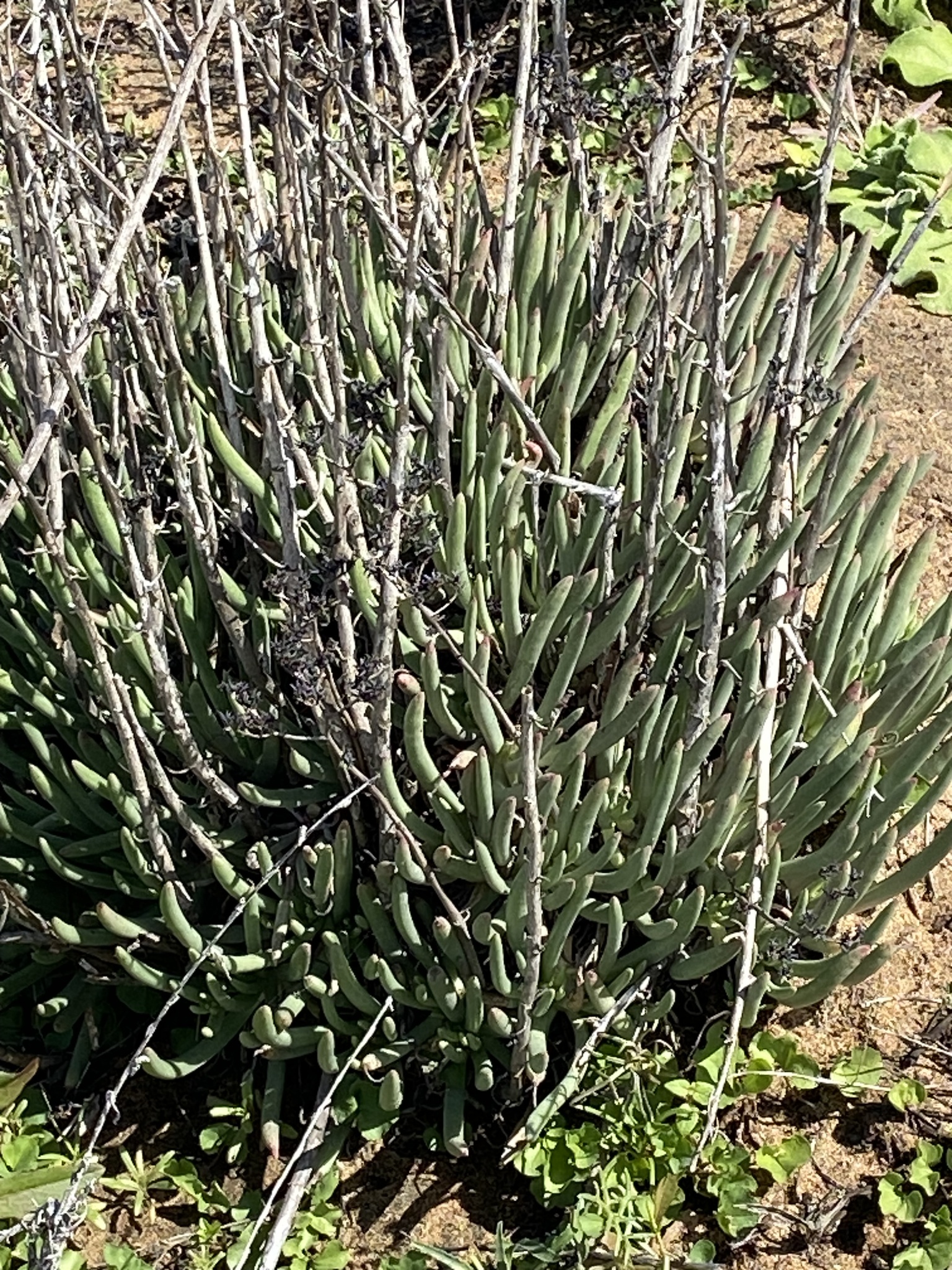 Imagem de Dudleya edulis