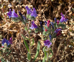 Echium rauwolfii