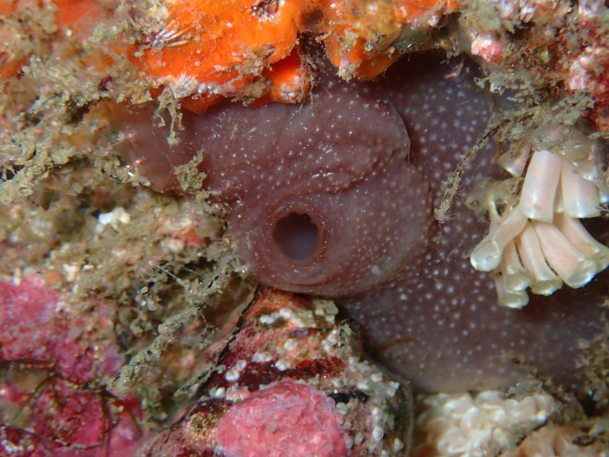 Ascidia sideralis Bonnet & Rocha, 2013