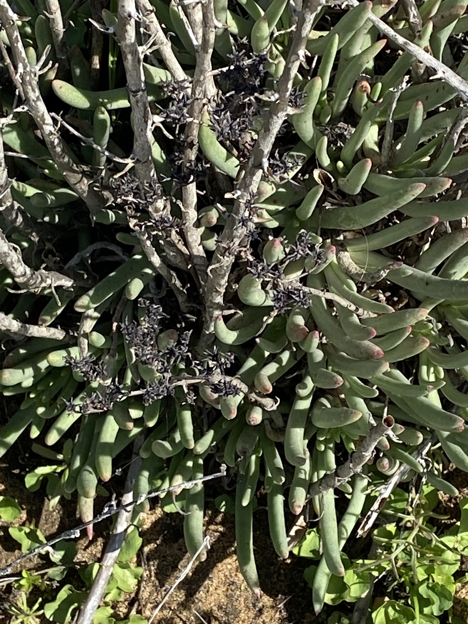 Imagem de Dudleya edulis