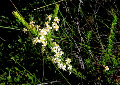 Struthiola salteri