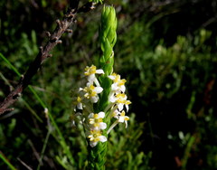 Struthiola salteri