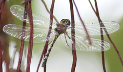 Notiothemis jonesi