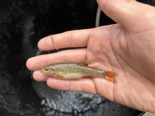 Dixie Chub