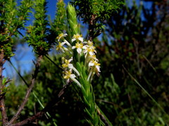 Struthiola salteri