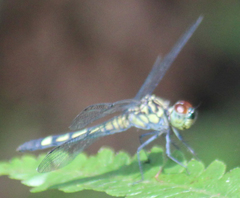 Chalcostephia flavifrons