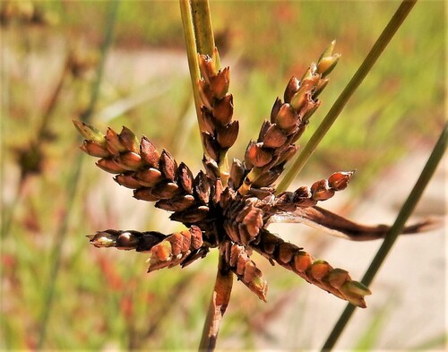 Cyperus houghtonii iNat (3)
