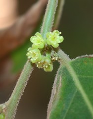 Casearia tomentosa