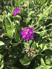 Commicarpus