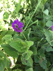 Commicarpus