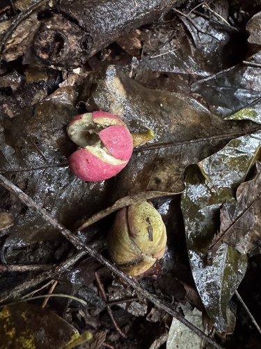 Goniocheton arborescens observed 2026-02-20