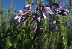 Solanum africanum