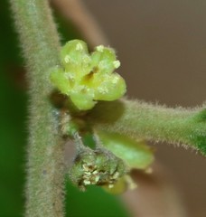 Casearia tomentosa