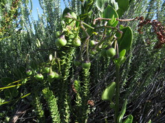 Solanum africanum