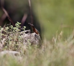 Pseudocordylus melanotus