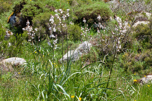 Branched Asphodel