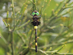 Phyllomacromia contumax