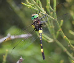 Phyllomacromia contumax