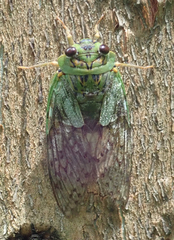 Dyticopycna semiclara
