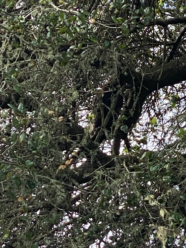 View observation of {o.common_name} on iNaturalist