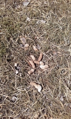 Tetrao urogallus