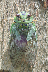 Dyticopycna semiclara