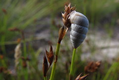 Fauxulus capensis