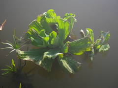 Pistia stratiotes image