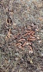 Tetrao urogallus
