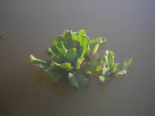 Pistia stratiotes image