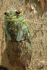Dyticopycna semiclara