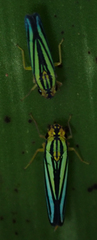 Poecilocarda cosmopolita
