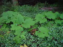 Rheum palmatum