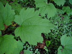 Rheum palmatum