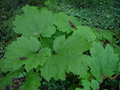Rheum palmatum