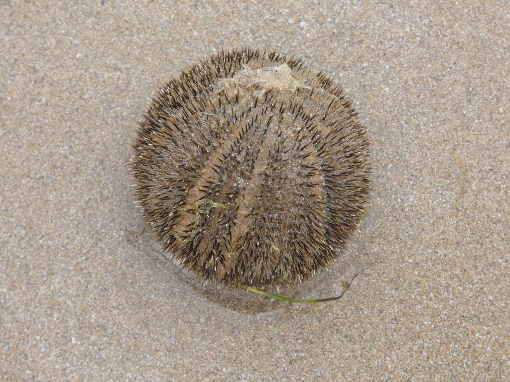 Ovoid sea urchin