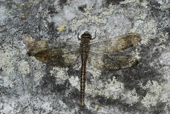 Aeshna caerulea